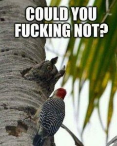 Stupid Bar Memes 1aa9d53aa8440d4c