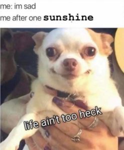 Stupid Bar Memes 2423b533433346b6