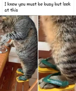 Stupid Bar Memes 3jdo804