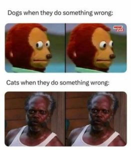 Stupid Bar Memes 8026616ef1912a00