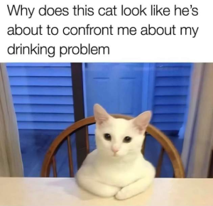 Stupid Bar Memes iljp2qz
