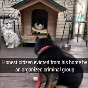 Stupid Bar Memes youresseeingsanimals