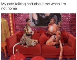 Stupid Bar Memes youresseeingscats