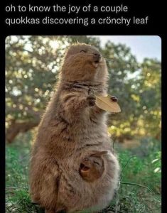 Stupid Bar Memes youreswantingsjoy