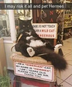 Stupid Bar Memes zsfuns217s1