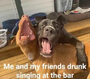 Stupid Bar Memes zsmemess177