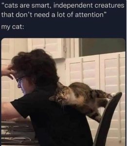 Stupid Bar Memes zsmemess77