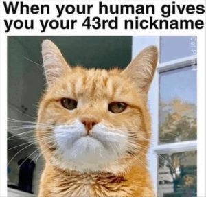 Stupid Bar Memes zys211
