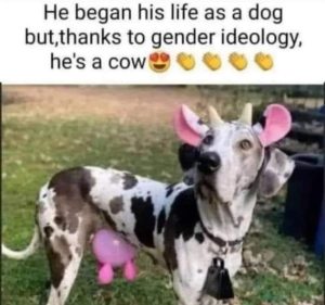 Stupid Bar Memes 46f19ba850cdeccb