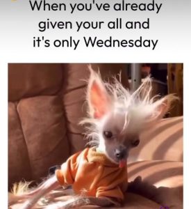 Stupid Bar Memes 5a070e809c719923
