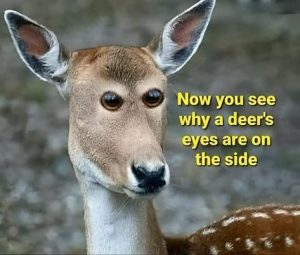 Stupid Bar Memes 66818c57d88d2140
