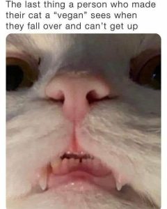 Stupid Bar Memes 69574cfd98aa48de
