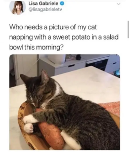 Stupid Bar Memes ZOvBH12