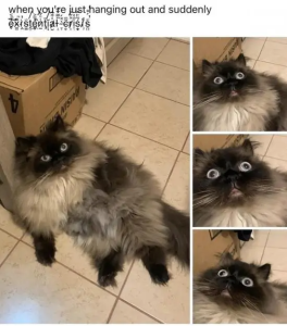 Stupid Bar Memes raisinsbsjustshangingsoutsandssuddenlysexistentialscrisissitososraisinsbl