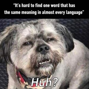 Stupid Bar Memes words