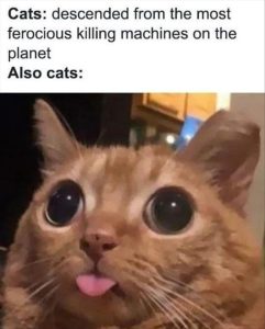 Stupid Bar Memes yourescats