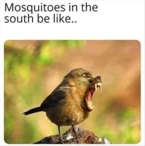 Stupid Bar Memes youresseeingsbugs