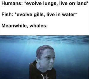 Stupid Bar Memes youreswhaless1