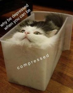 Stupid Bar Memes youresyousweirdscat