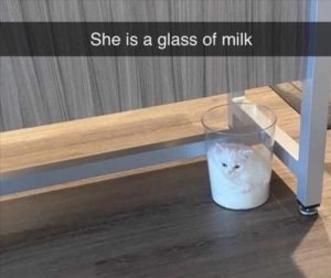 Stupid Bar Memes zsfuns170s2