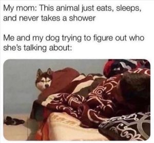 Stupid Bar Memes zsfuns205