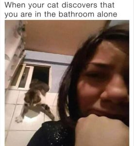 Stupid Bar Memes zsmemes54