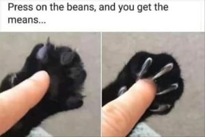 Stupid Bar Memes zsmemess28