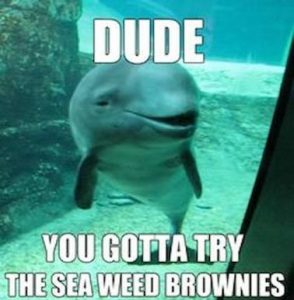Stupid Bar Memes 238d8030a45be66c