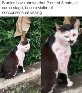 Stupid Bar Memes 66a04f98031c9