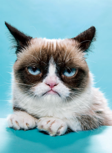 Stupid Bar Memes business130930sgrumpycats2s560