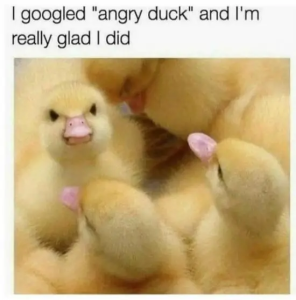Stupid Bar Memes dhbu4psignbd1
