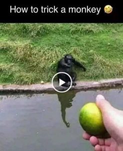 Stupid Bar Memes e0978ccd63b34b88