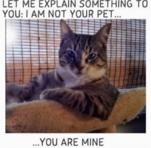 Stupid Bar Memes f390f64671cbcd36