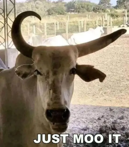 Stupid Bar Memes justsmoositsv0s50plyur38kcd1