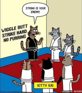 Stupid Bar Memes politicallyincorrecthumor 4
