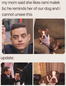 Stupid Bar Memes youresseeingsdogs