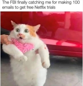 Stupid Bar Memes youreswantingscats