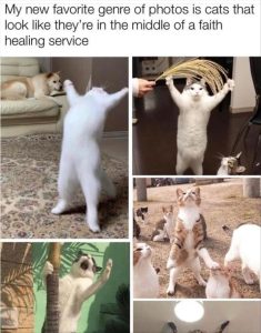 Stupid Bar Memes youreswantingscatss1