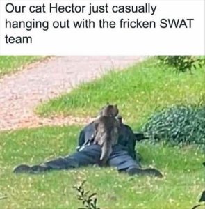 Stupid Bar Memes youreswantingscatss2