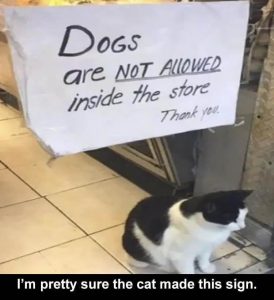 Stupid Bar Memes zsfs15