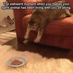Stupid Bar Memes zsfs249
