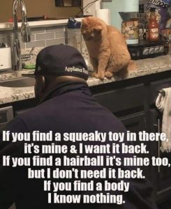 Stupid Bar Memes zsfunnys135s1