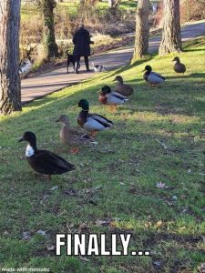 Stupid Bar Memes zsfunnys269