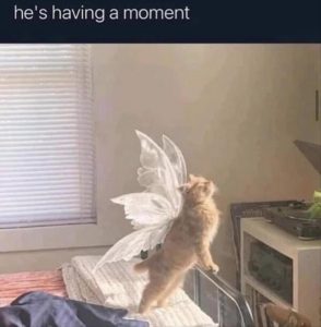 Stupid Bar Memes zsfuns38