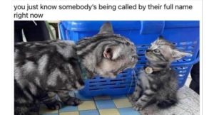 Stupid Bar Memes zsmemes111s1