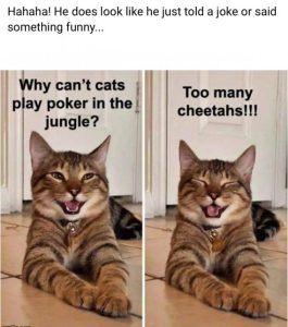 Stupid Bar Memes 43a142d456076152