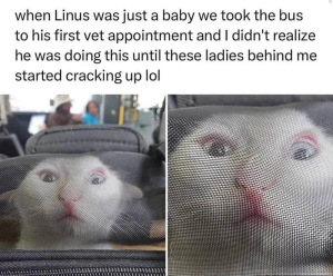 Stupid Bar Memes 66ab51614dd84