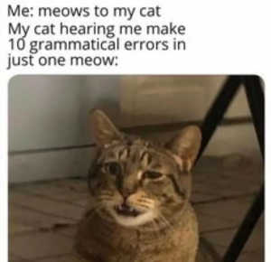 Stupid Bar Memes 66b7bbf2ecca8