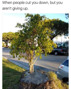 Stupid Bar Memes 66c906193866a