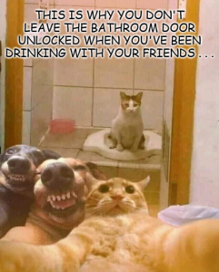 Stupid Bar Memes 68ad9cfed5e3657d